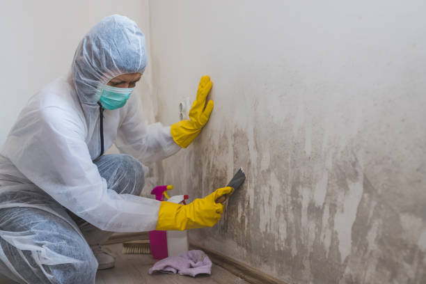 Best Basement Mold Removal  in Whitefish Bay, WI