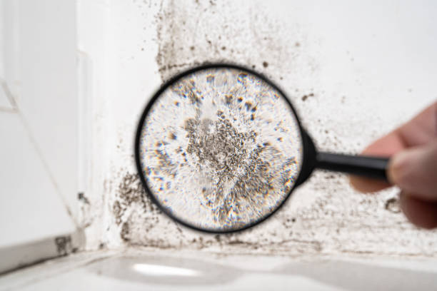 Best Black Mold Removal  in Whitefish Bay, WI